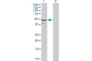 Western Blot analysis of TCF7 expression in transfected 293T cell line by TCF7 MaxPab polyclonal antibody.