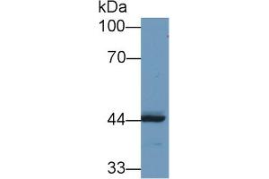 Western Blot; Sample: Human MCF7 cell lysate; Primary Ab: 1µg/ml Rabbit Anti-Human REV1 Antibody Second Ab: 0. (REV1 抗体  (AA 301-478))