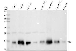Western blot analysis of Cytochrome C using anti-Cytochrome C antibody (ABIN5518904). (Cytochrome C 抗体  (AA 2-105))