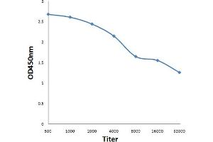 Antigen: 0. (Phospholamban 抗体  (pSer16))