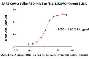 Immobilized Human ACE2, Fc Tag (ABIN6952465) at 5 μg/mL (100 μL/well) can bind SARS-CoV-2 Spike RBD, His Tag (B. (SARS-CoV-2 Spike Protein (B.1.1.529 - Omicron, RBD) (His tag))