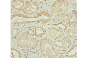 Immunohistochemistry of paraffin-embedded human kidney tissue using ABIN7162101 at dilution of 1:100 (Nyctalopin 抗体  (AA 282-481))