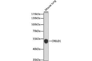 Western blot analysis of extracts of Mouse lung, using CRELD1 antibody. (CRELD1 抗体)