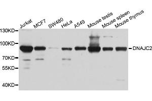 Western blot analysis of extracts of various cell lines, using DNAJC2 antibody (ABIN5972657) at 1/1000 dilution. (DNAJC2 抗体)