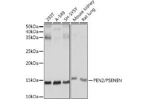 Western blot analysis of extracts of various cell lines, using PEN2/PSENEN Rabbit mAb (ABIN7269513) at 1:1000 dilution. (PEN2 抗体)