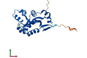 Protein Structure (PS) image for NME/NM23 Nucleoside Diphosphate Kinase 6 (NME6) (AA 1-189) protein (His tag) (ABIN7562600)