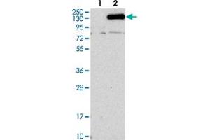 Western blot analysis of Lane 1: Negative control (vector only transfected HEK293T lysate). (NCKAP1 抗体)