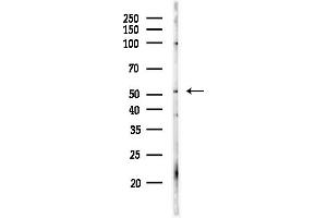 Western blot analysis of lysates from Hela cells(starvation,24h treatment), using MO Antibody at 1/1000 dilution.