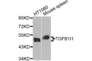 Western blot analysis of extracts of various cell lines, using TGFB1I1 antibody (ABIN5974906) at 1/1000 dilution. (TGFB1I1 抗体)