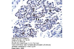 Human Pancreas (CDX4 抗体  (C-Term))