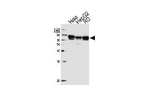 Western blot analysis of lysates from Hela, HepG2, RD cell line (from left to right), using PRKAG3 Antibody (C-term) (ABIN1537314 and ABIN2848560).