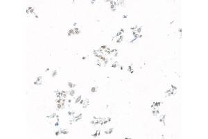 Immunocytochemistry (ICC) image for anti-Jun Dimerization Protein 2 (JDP2) (AA 50-100) antibody (ABIN7795636) (Recombinant JDP2 抗体  (AA 50-100))