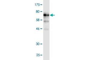 Western Blot detection against Immunogen (91. (POLA2 抗体  (AA 1-598))
