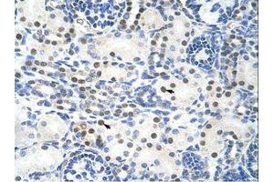 Image no. 1 for anti-TROVE Domain Family, Member 2 (TROVE2) (AA 51-100) antibody (ABIN203195) (TROVE2 抗体  (AA 51-100))