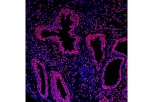 Immunofluorescence (IF) image for anti-Histone H3 (H3) (C-Term) antibody (ABIN7455227) (Histone 3 抗体  (C-Term))
