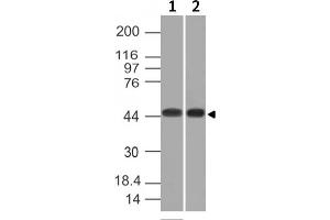 Western Blot of K562 and HEK293 cell lysates using Napsin A Mouse Monoclonal Antibody (NAPSA/1239).