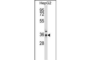 P4C Antibody (Center) (ABIN657678 and ABIN2846670) western blot analysis in HepG2 cell line lysates (35 μg/lane). (PPP4C 抗体  (AA 160-189))