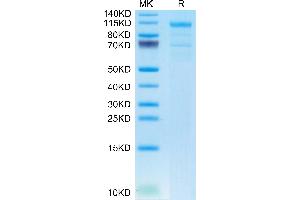 LRP6 Protein (AA 20-630) (mFc Tag)