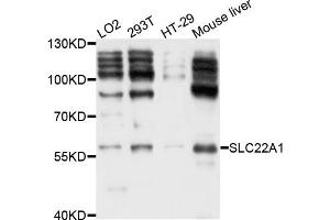 Western blot analysis of extract of various cells, using SLC22A1 antibody. (SLC22A1 抗体)