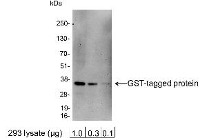 Western Blotting (WB) image for anti-Glutathione S Transferase (GST) antibody (HRP) (ABIN7449522)