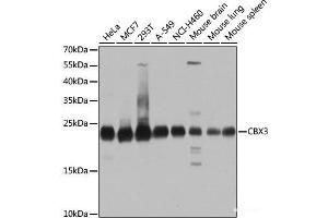 Western blot analysis of extracts of various cell lines using CBX3 Polyclonal Antibody at dilution of 1:1000. (CBX3 抗体)