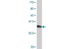 Western Blot detection against Immunogen (37. (TFAP4 抗体  (AA 93-192))