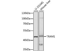 Western blot analysis of extracts of various cell lines, using TRAM1 antibody. (TRAM1 抗体)