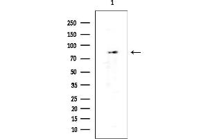 Western blot analysis of lysates from K562 cells(heat-shock treatment), using Hsp90 alpha Mouse Monoclonal Antibody at 1/1000 dilution.