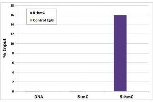 5-Hydroxymethylcytidine antibody tested by Methyl DNA immunoprecipitation. (5-Hydroxymethylcytosine 抗体)
