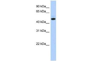 C5ORF36 antibody used at 1 ug/ml to detect target protein. (C5orf36 抗体  (N-Term))