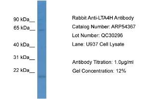 WB Suggested Anti-LTA4H  Antibody Titration: 0.