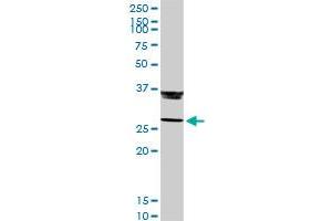 GZMB MaxPab rabbit polyclonal antibody. (GZMB 抗体  (AA 1-247))