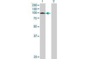 Western Blot analysis of AGGF1 expression in transfected 293T cell line by AGGF1 MaxPab polyclonal antibody. (AGGF1 抗体  (AA 1-714))
