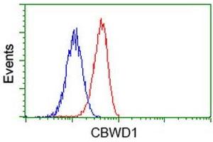 Image no. 2 for anti-COBW Domain Containing 1 (CBWD1) antibody (ABIN1497118) (CBWD1 抗体)