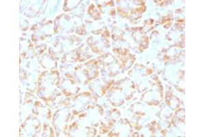 IHC testing of FFPE human pancreas with VLDLR antibody (clone VLPR-1). (VLDLR 抗体  (C-Term))