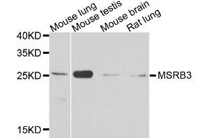 Western blot analysis of extracts of various cell lines, using MSRB3 antibody. (MSRB3 抗体  (AA 1-185))