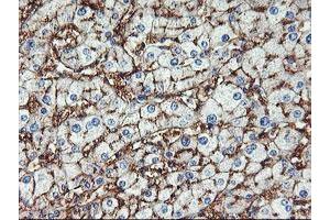 Image no. 4 for anti-Glutamyl Aminopeptidase (Aminopeptidase A) (ENPEP) antibody (ABIN1498029)