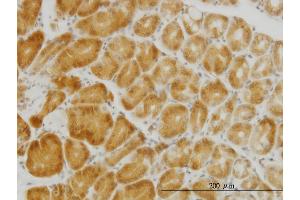 Immunoperoxidase of monoclonal antibody to PGRMC2 on formalin-fixed paraffin-embedded human stomach. (PGRMC2 抗体  (AA 124-223))