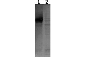 Western-Blot detection of human GFRα-1 expressed in CHO cells. (GFRA1 抗体)