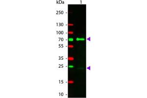 Image no. 1 for Donkey anti-Chicken IgY (Whole Molecule) antibody (TRITC) (ABIN1102431) (驴 anti-小鸡 IgY (Whole Molecule) Antibody (TRITC))