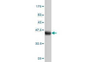 Western Blot detection against Immunogen (40. (IFITM3 抗体  (AA 1-133))