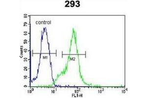 Flow cytometric analysis of 293 cells using LGALS9B Antibody (Center) Cat. (LGALS9B 抗体  (Middle Region))