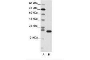 Image no. 1 for anti-Cyclin-Dependent Kinase 5 (CDK5) (N-Term) antibody (ABIN202178) (CDK5 抗体  (N-Term))