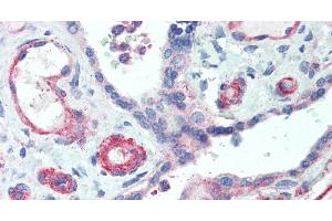 Immunohistochemistry of paraffin-embedded Human Placenta using APOL2 Polyclonal Antibody at dilution of 1:50. (Apolipoprotein L 2 抗体)