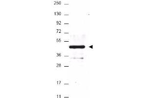Image no. 1 for anti-HA-Tag antibody (ABIN401240) (HA-Tag 抗体)