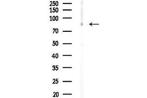Western blot analysis of lysates from COS-7 cells(heat-shock,45 min treatment), using PLC Antibody at 1/1000 dilution.