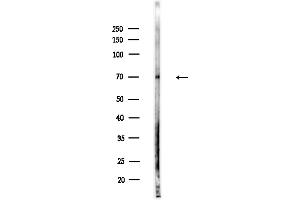 Western blot analysis of lysates from  cells(LPS,4h treatment), using MASP2 Antibody at 1/1000 dilution.