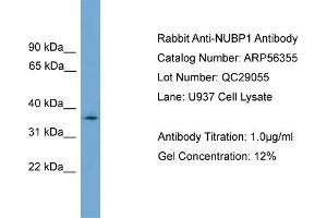 WB Suggested Anti-NUBP1  Antibody Titration: 0. (NUBP1 抗体  (N-Term))