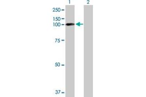 Western Blot analysis of EPB41L1 expression in transfected 293T cell line by EPB41L1 MaxPab polyclonal antibody. (EPB41L1 抗体  (AA 1-779))