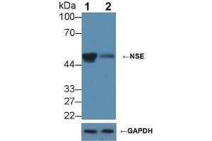 Knockout Varification: ;Lane 1: Wild-type HepG2 cell lysate; ;Lane 2: NSE knockout HepG2 cell lysate; ;Predicted MW: 47kDa ;Observed MW: 50kDa;Primary Ab: 2µg/ml Rabbit Anti-Mouse NSE Antibody;Second Ab: 0. (ENO2/NSE 抗体  (AA 2-434))
